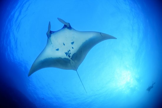 lomadivingkhaolak_01manta.jpg