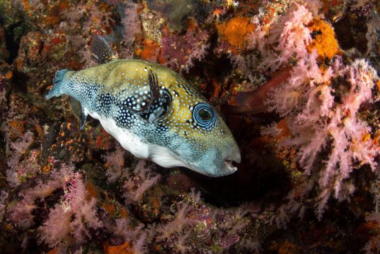 lomadivingkhaolak_02blaupunkt-kugelfisch.jpg
