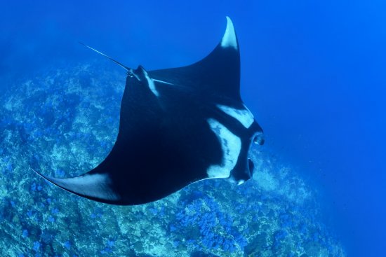 lomadivingkhaolak_02manta.jpg