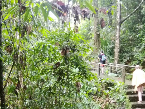 lomadivingkhaolak_03junglewanderung.jpg