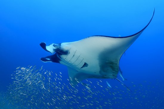 lomadivingkhaolak_03manta.jpg