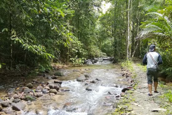 lomadivingkhaolak_04jungle.jpg