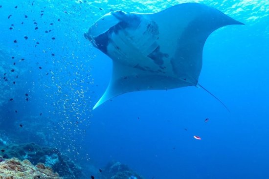 lomadivingkhaolak_04mantarochen.jpg