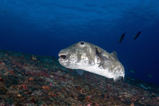 lomadivingkhaolak_05sternenkugelfisch.jpg