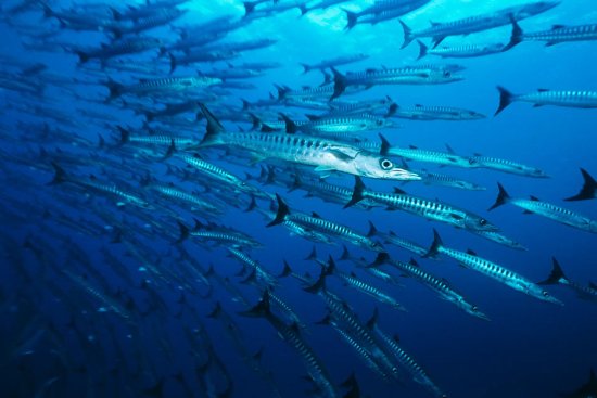 lomadivingkhaolak_09barracudas.jpg