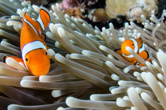 lomadivingkhaolak_11clown2.jpg