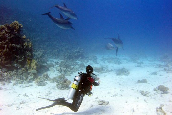 lomadivingkhaolak_11underwater.jpg