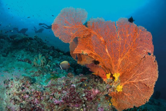 lomadivingkhaolak_12gorgonia.jpg