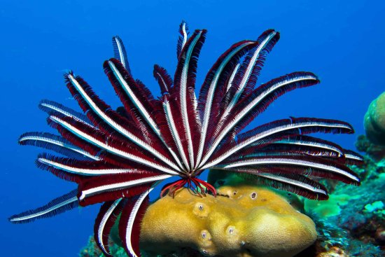 lomadivingkhaolak_15featherstar.jpg
