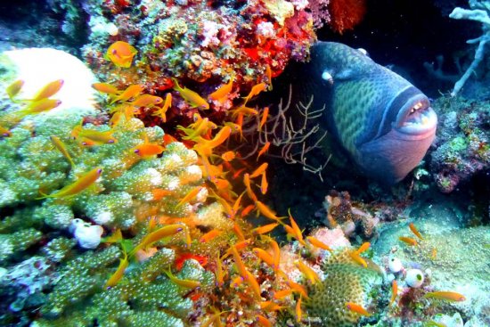 lomadivingkhaolak_16underwater.jpg
