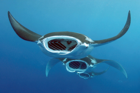 lomadivingkhaolak_18manta.png