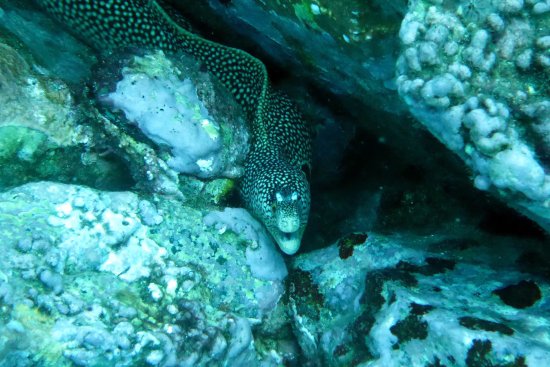 lomadivingkhaolak_23muraene.jpg