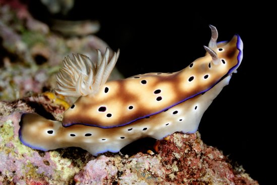 lomadivingkhaolak_24nudi.jpg